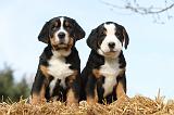 GRAND BOUVIER SUISSE 002